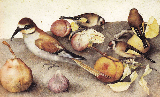 Giovanna Garzoni,  Nature morte avec oiseaux et fruits