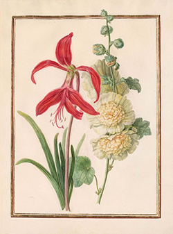 Madeleine-Françoise Basseporte, Sprekelia et Althaea rosea