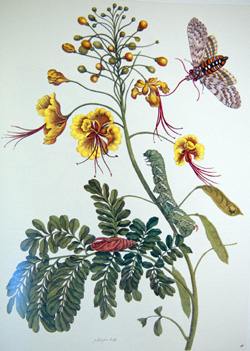 Maria Sibylla Merian, Metamorphosis insectorum surinamensium